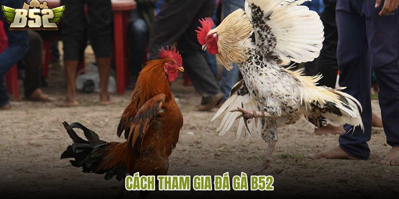 Đá gà B52 qua tài khoản danh mục kèo vé
