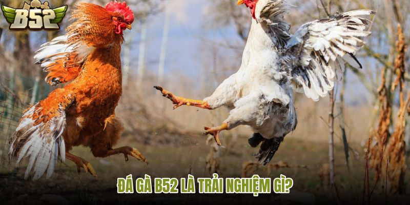 Đá gà B52 và trải nghiệm trực tuyến đúng nền tảng