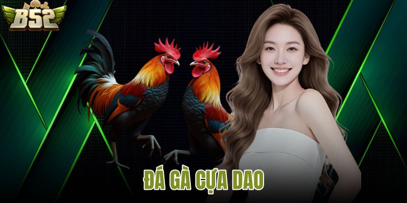 Đá gà cựa dao
