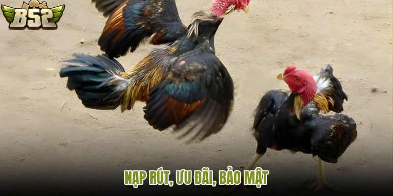 Đá gà B52 với giao dịch ưu đãi bảo mật tài khoản