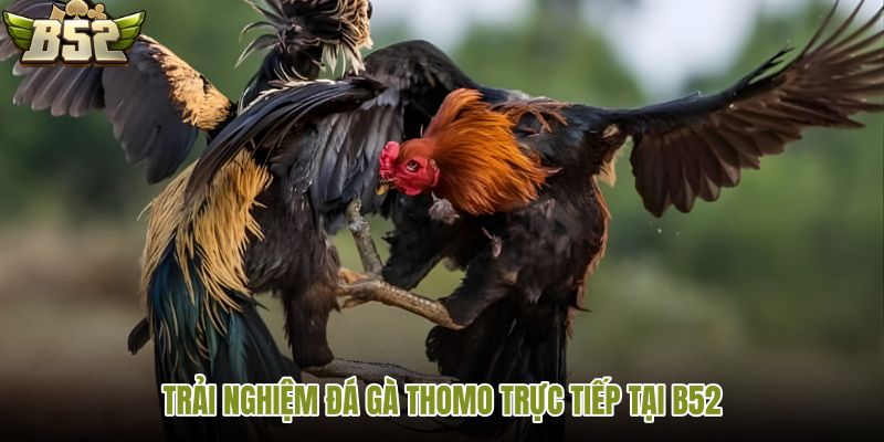 trai-nghiem-da-ga-thomo-truc-tiep-tai-b52