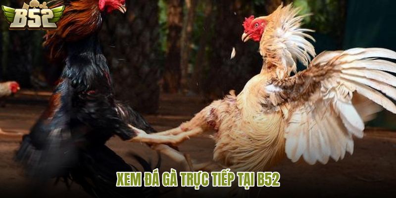 xem-da-ga-truc-tiep-tai-b52